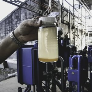 production of biodiesel